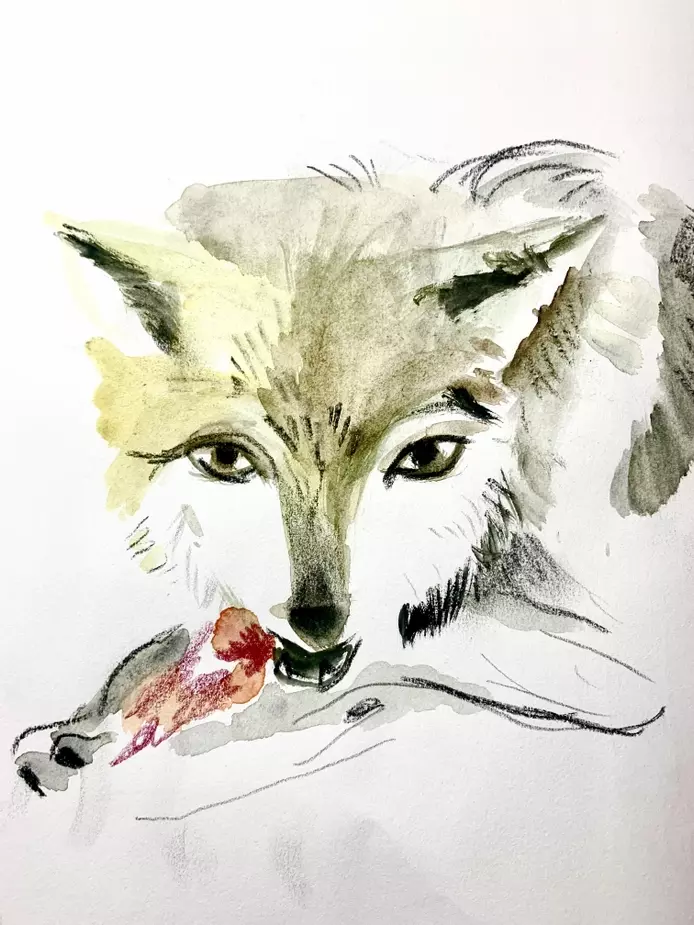 a watercolour illustration of a wold eating a bone 